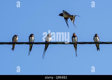 Barn swallows (Hirundo rustica) congregating in huge flock, sitting on power line / electrical wire before migrating Stock Photo