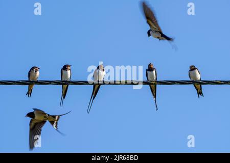 Barn swallows (Hirundo rustica) congregating in huge flock, sitting on power line / electrical wire before migrating Stock Photo