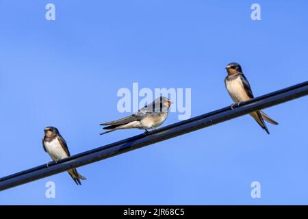 Three barn swallows (Hirundo rustica) congregating on power line / electrical wire before migrating Stock Photo