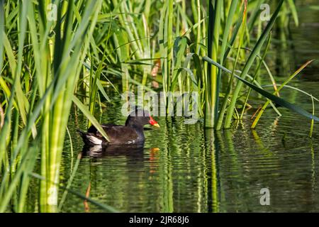 Eurasian common moorhen / waterhen (Gallinula chloropus) adult swimming in rivulet / stream / pond along reeds / reed bed in summer Stock Photo