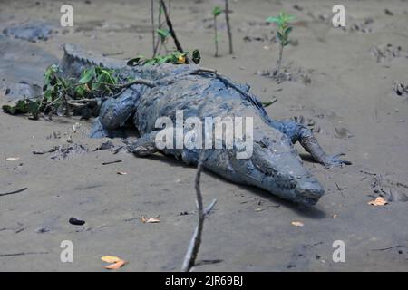 157 Mud-covered saltwater crocodile moving through the riverbank. Adelaide River-Australia. Stock Photo