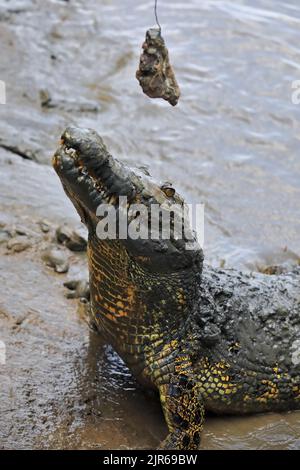 158 Large saltwater crocodile at bait catch on the riverbank. Adelaide River-Australia. Stock Photo