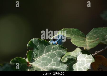 An European Green Lizard hiding among green leaves in the garden Stock Photo