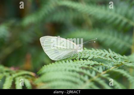 Large white (Pieris brassicae), one of several species also known as cabbage whites Stock Photo