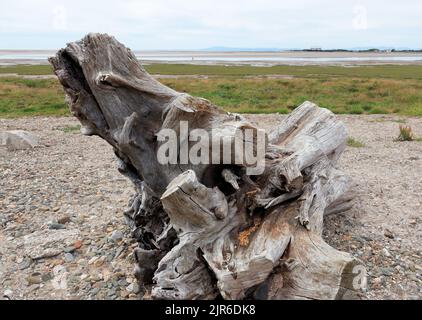 Driftwood with a sculpted appearance suggesting life form Stock Photo