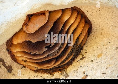 Hanging suspended wax bee nest sections in an exterior hollow with several bees around. Stock Photo