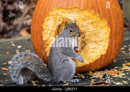 A cute gray squirrel helps himself to pumpkin seeds from Halloween Pumpkin Stock Photo