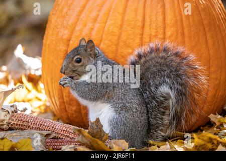 Cute Eastern Gray Squirrel eating corn and pumpkin seeds. Stock Photo