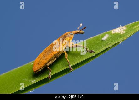 Large yellow weevil Lixus pulverulentus on a leaf of a plant in Belarus Stock Photo