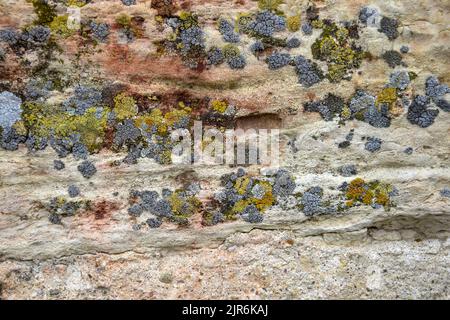 Aged wall of old building with multicolored moss, natural background, full frame. Colorful Moss on Concrete Wall with Texture Scars. Detailed backdrop Stock Photo