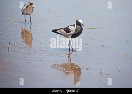 Blacksmith Lapwing (Vanellus armatus) 15212 Stock Photo