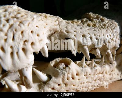 skull, Nile crocodile, Nilkrokodil, Crocodile du Nil, Crocodylus niloticus, nílusi krokodil Stock Photo