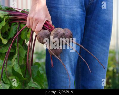 A woman holding freshly harvested organic beets in her hand. Close up. Stock Photo