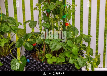 Close up view of climbing strawberries plants with red berries on white fence background. Sweden. Stock Photo