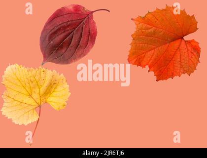 Isolated leaves. Collection of multicolored fallen autumn leaves isolated on white background Stock Photo