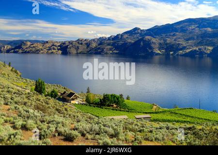 Vineyard landscape overlooking Okanagan Lake near Summerland in the Okanagan Valley, British Columbia, Canada. Stock Photo