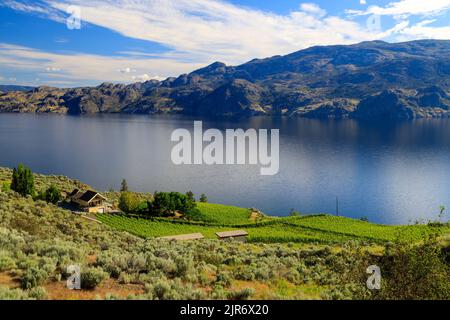 Vineyard landscape overlooking Okanagan Lake near Summerland in the Okanagan Valley, British Columbia, Canada. Stock Photo