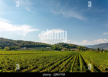Typical Italian vineyards at the base of Monte Moscal at the village of Affi near Verona, Veneto, Italy, Europe. Via Località Cà del Bosco Stock Photo