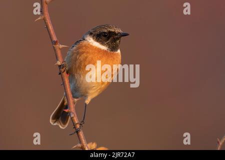 The male European stonechat (Saxicola rubicola) a small passerine bird. Stock Photo