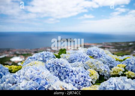 Blue hydrangeas flowers, the typical flowers in the Azores, with the Atlantic Ocean as Background. Vila Franca do Campo, São Miguel, Azores, Portugal, Stock Photo