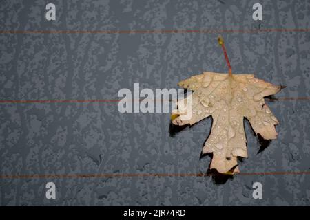 Autumn marple leaf on rainy gray surface. Top view Stock Photo