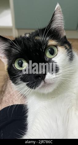 multicolored cat with big yellow eyes close-up Stock Photo