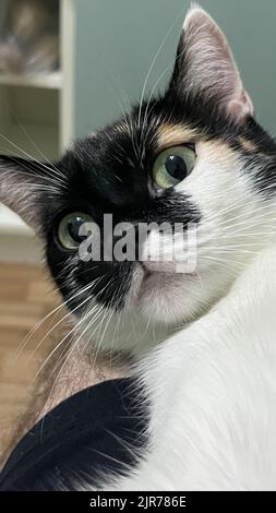 multicolored cat with big yellow eyes close-up Stock Photo