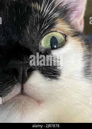 multicolored cat with big yellow eyes close-up Stock Photo
