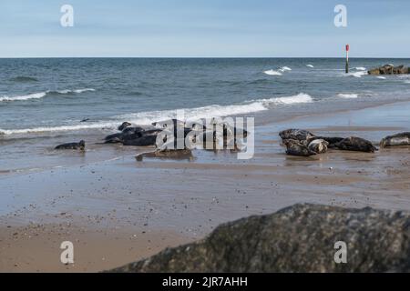 Grey Seals on the beach at Horsey Gap Norfolk Stock Photo - Alamy