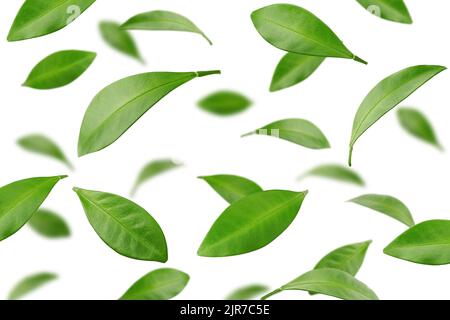 Falling Citrus leaf, lemon, grapefruit, orange, lime, kumquat, isolated on white background, selective focus Stock Photo