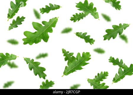 Falling oak leaf, isolated on white background, selective focus Stock Photo