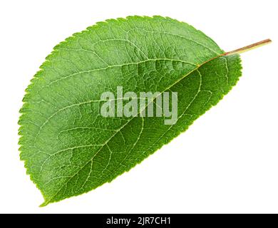 apple leaf, isolated on white background, clipping path, full depth of field Stock Photo