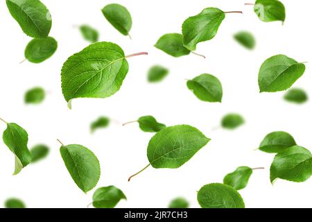 Falling apple leaf, isolated on white background, selective focus Stock Photo