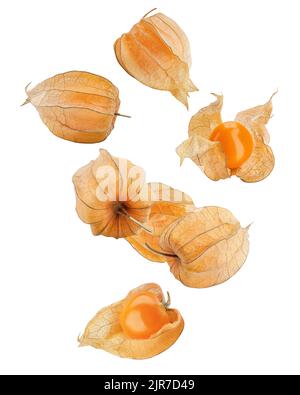 Falling Cape gooseberry, physalis isolated on white background, clipping path, full depth of field Stock Photo