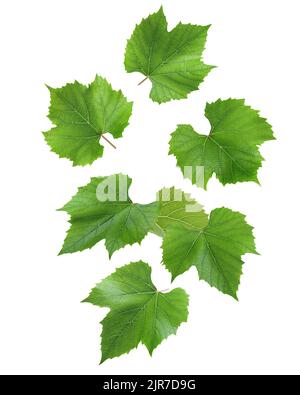 Falling Grape leaf, isolated on white background, clipping path, full depth of field Stock Photo