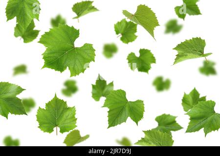 Falling Grape leaf, isolated on white background, selective focus Stock Photo