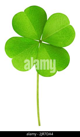 clover isolated on white background, clipping path, full depth of field Stock Photo