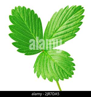 strawberry leaf isolated on white background, clipping path, full depth of field Stock Photo