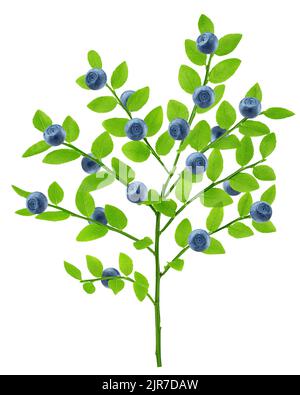 Blueberries on branch with leaves, isolated on white background, clipping path, full depth of field Stock Photo
