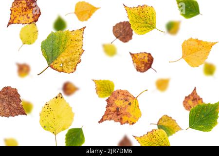 autumn falling leaves, isolated on white background, selective focus Stock Photo
