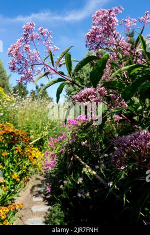 Eupatorium purpureum, Garden, Plant, Flowers, Purple, Eupatorium, Sweet Joe Pye Weed, Tall, Plants Stock Photo