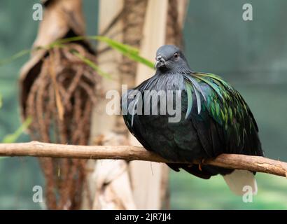 A selective focus shot of a Nicobar pigeon sitting on a tree branch Stock Photo