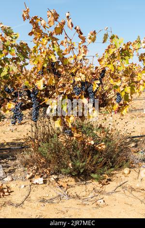 Vine with bunches of ripe red grapes, ready to be harvested. Tinta de Toro variety. Stock Photo