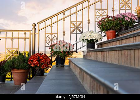 Many bright colorful chrysanthemum flowers in pot stand yard staircase near railings against sunset warm sky. Seasonal fall house outdoor floral Stock Photo