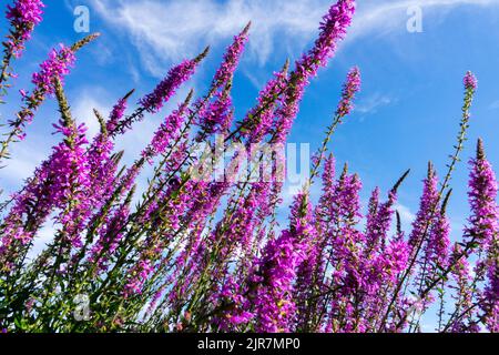 Lythrum virgatum 'Dropmore Purple' Loosestrife against blue sky Spikes spires Stock Photo