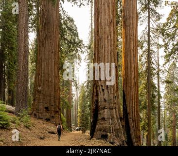 Woman Hikes Trail Through Grove of Sequoia Trees in Yosemite National Park Stock Photo