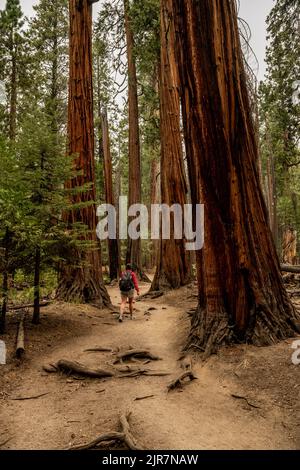 Woman Hikes The Winding Trail Through Trees toward Half Dome in Yosemite Stock Photo