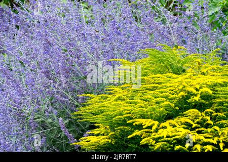 Russian sage Perovskia 'Blue Spire', Perennial, Garden, Border, Blue yellow, Plants Solidago 'Golden Rod' Blue yellow garden Stock Photo