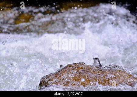 White-capped Dipper (Cinclus leucocephalus), small blackbird perched on the rock on the banks of the river looking for food. Stock Photo