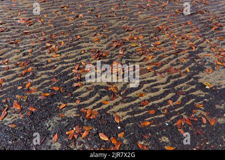 Autumn leaves scattered on a rippled sandy beach with intricate patterns and textures. Curtis Island Queensland Australia Stock Photo